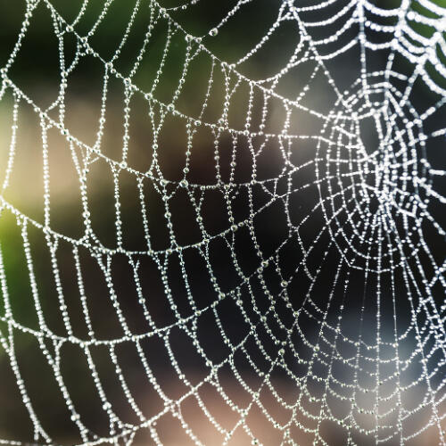 close up of a spiderweb