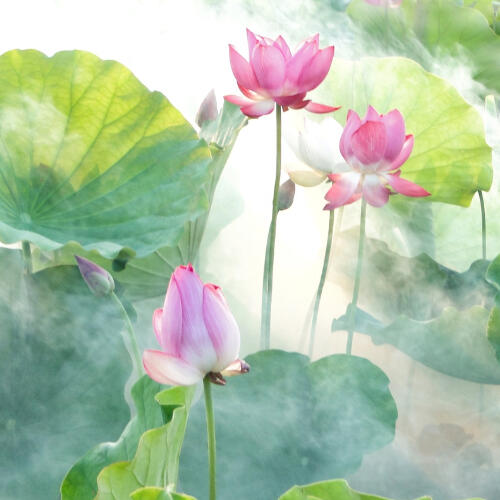 lotus flowers in a pond