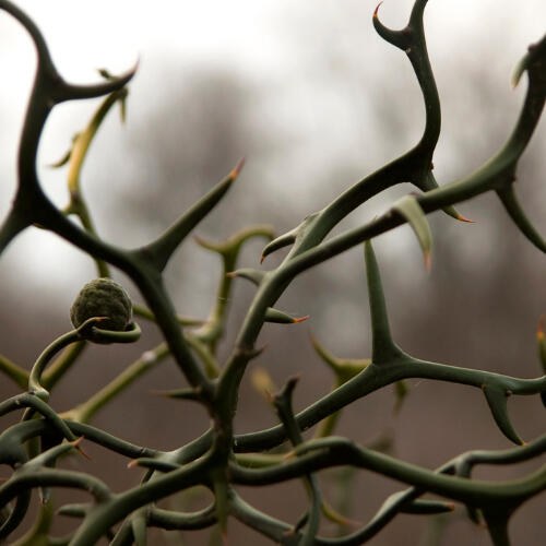 a cluster of thorns