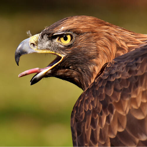 a golden eagle a golden eagle