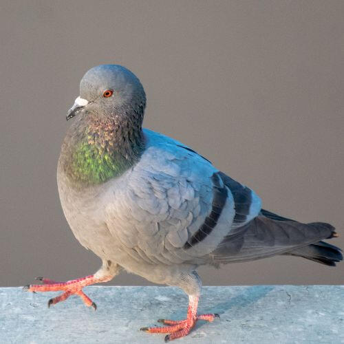 a pigeon